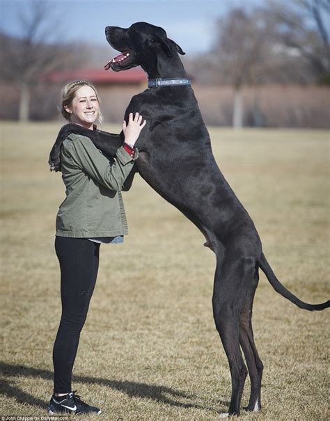 A Great Dane has been crowned the world's tallest living dog by Guinness World Records. Two-year-old Zeus from Bedford, Texas, stands at a whopping 1.046 meters (3 feet, 5.18 inches), making him the tallest dog in the world. He officially received the paw-some plaudit on March 22 after his height was measured and confirmed by his vet.